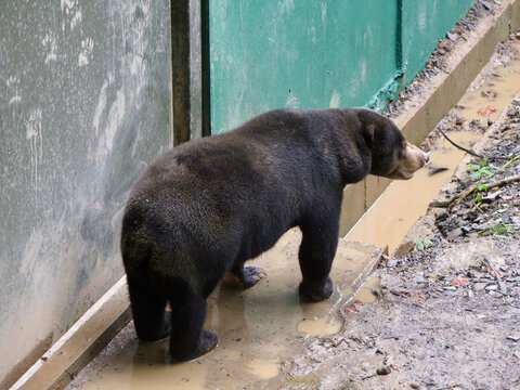 Sun bear walks along a weathered concrete wall beside a muddy puddle. A wild bear moves slowly through the wet, rough terrain of its enclosure.