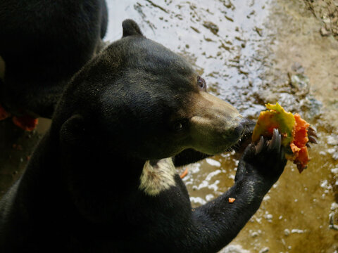 Sun bear holds a piece of fruit in its claws while standing. Close-up wildlife photography capturing the feeding behavior and dark fur of malayan sun bear.
