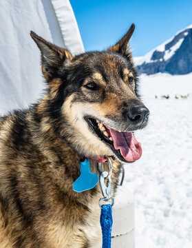 Portrait of Happy Alaskan Sled Dog in the Snow