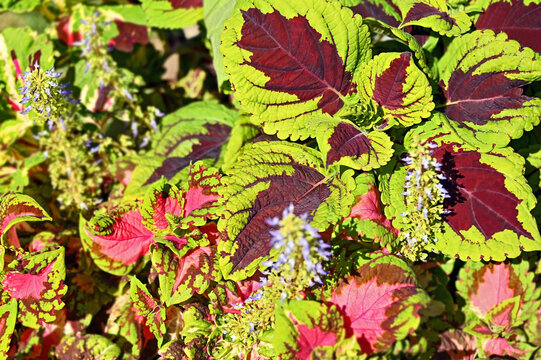Coleus (Plectranthus scutellarioides) Kong Rose with flower