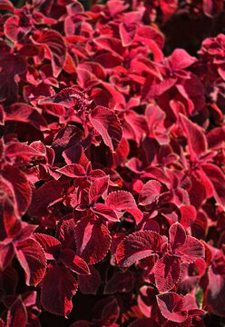 Coleus (Plectranthus scutellarioides) Solenostemon leaves