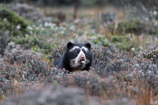 Spectacled bear in high-altitude Andean p&aacute;ramo habitat in Ecuador