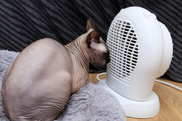 Sphynx cat enjoys warmth from electric heater on soft blanket indoors © ir1ska