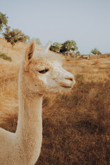 Fototapeta premium An alpaca stands in a dry field under sunlight. The animal is part of a rehabilitation project aimed at saving nature in the valley of Grandola, Portugal during the autumn season.
