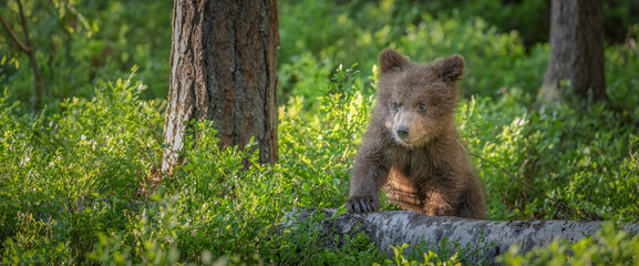 Small brown bear cub stands on a fallen log in a forest © Juha Saastamoinen