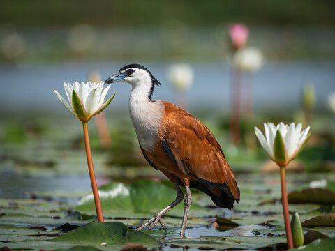 African jacana bird wading through a pond filled with white water lilies in nature