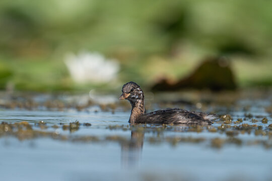 A little grebe in its natural habitat