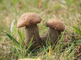 Grzyby  © EwaAF