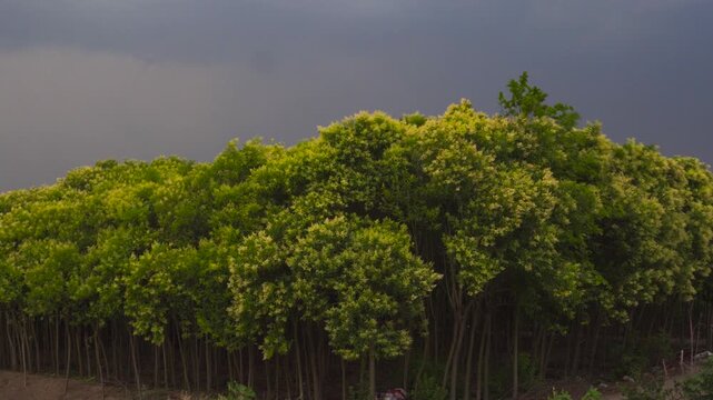 Lush Green Trees Under a Dark Stormy Sky