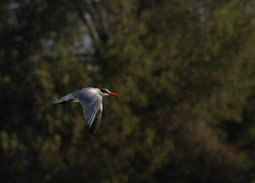 Caspian tern flying at Tubli bay, Bahrain