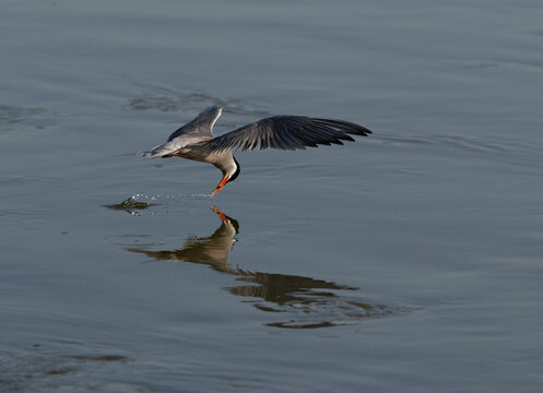 White-cheeked Tern fishing in the morning at Tubli, Bahrain