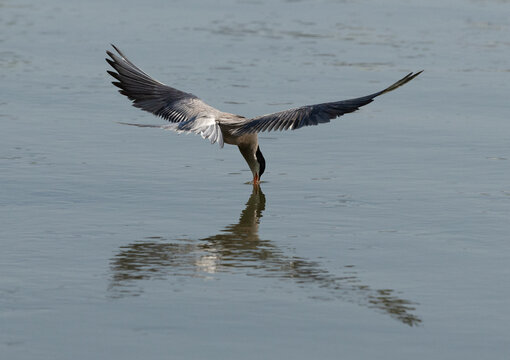 White-cheeked Tern fishing in the morning at Tubli, Bahrain