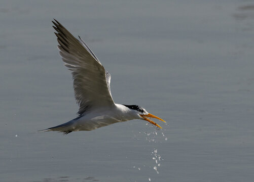 Lesser Crested Tern fishing at Tubli bay, Bahrain