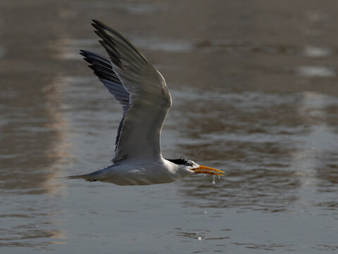 Lesser Crested Tern fishing at Tubli, Bahrain