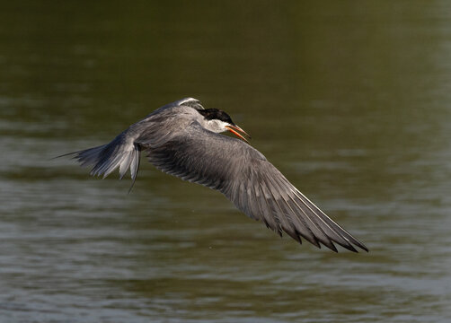 White-cheeked Tern flying at the coast of Tubli, Bahrain