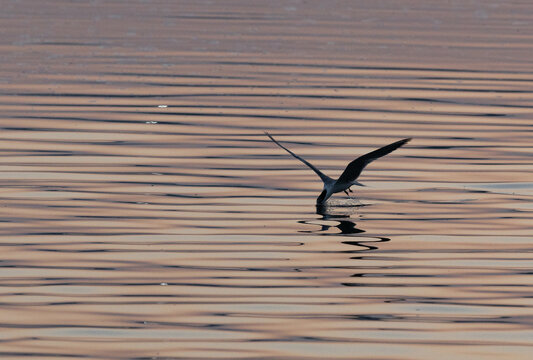 A backlit image of Lesser Crested Tern fishing at tubli, Bahrain