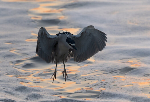 Black-crowned Night heron landing  at Tubli bay, Bahrain