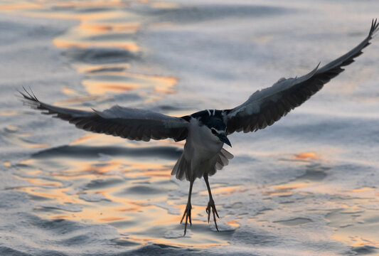 Black-crowned Night heron landing  at Tubli bay, Bahrain
