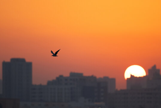 A slender-billed seagull flying during sunrise at Tubli bay