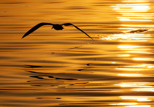 A backlit image of Lesser Crested Tern fishing at tubli, Bahrain
