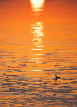 Silhouette of Little grebe at Tubli bay during sunrise, Bahrain