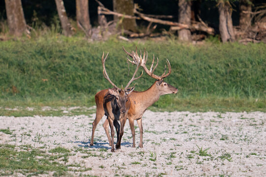A group of red deer in their natural habitat