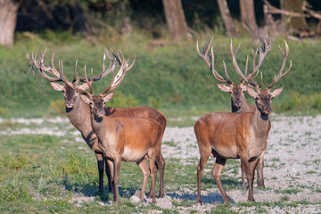 Obraz premium A group of red deer in their natural habitat
