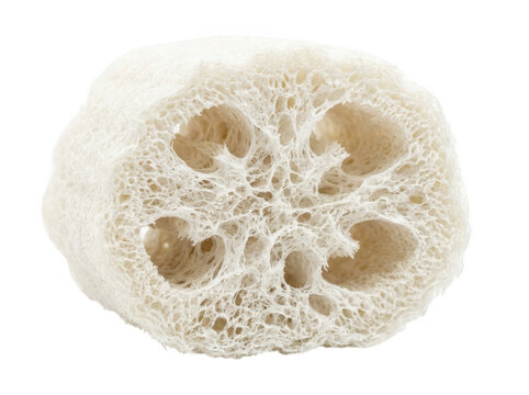 Loofah sponge with porous texture and six circular holes cut into its surface.