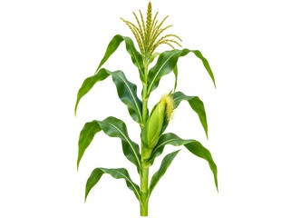 Obraz premium Single vibrant corn plant with green leaves and ear of corn isolated on white
