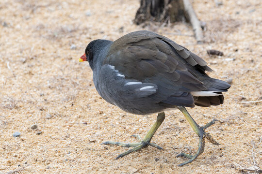 Common Moorhen Walking on Ground Bird Wildlife Nature Background