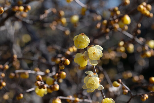 Yellow Wintersweet Flowers and Buds Blooming in Winter Sunlight Botanical Background