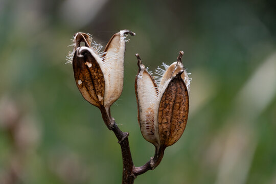 Dried Lily Seed Pods and Husk Standing in Winter Nature with Soft Blurred Background
