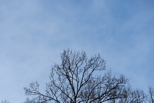 Bare Winter Tree Branches Silhouette Against Clear Blue Sky Natural Landscape Background with Copy Space