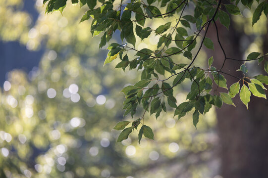 Fresh Green Leaves and Soft Bokeh Sunlight Botanical Nature Background