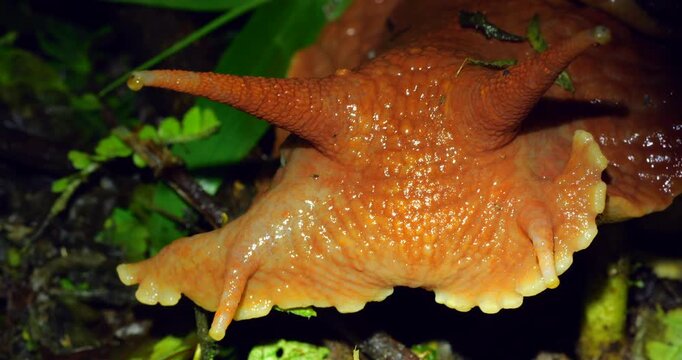 Giant Amazonian land snail Megabulimus popelairianus.. From Narupayacu, 1,100m elevation in the Amazonian foothills of the Andes in Napo province, Ecuador. 
