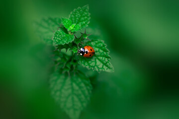 Macro shot of a red ladybug on vibrant green nettle leaves with shallow depth of field © Alina Zakovyrko