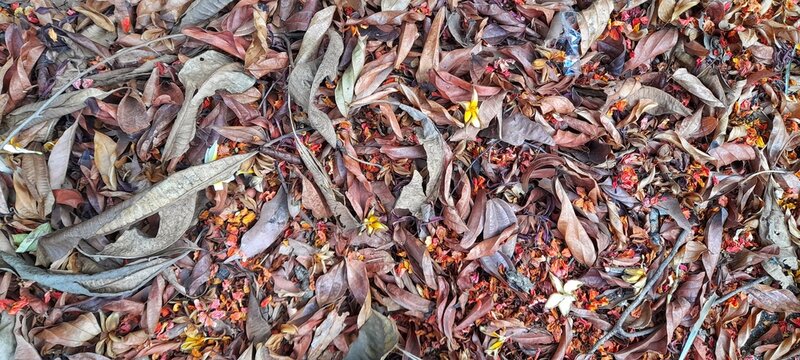 An abstract background featuring a pile of dried leaves and a few small flower fragments scattered on the ground.
The image can be used for wallpaper, designs, backgrounds, and more.