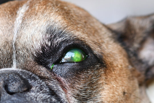 Close up of dog eye with injury and green liquid from medical fluorescein dye test to detect corneal ulceration damage
