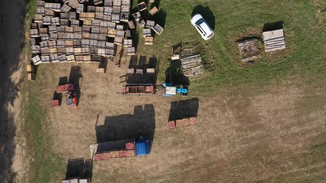 Farmers picking apples. Fruit farming, Harvesting. Full Harvest Boxes. Aerial drone top view video