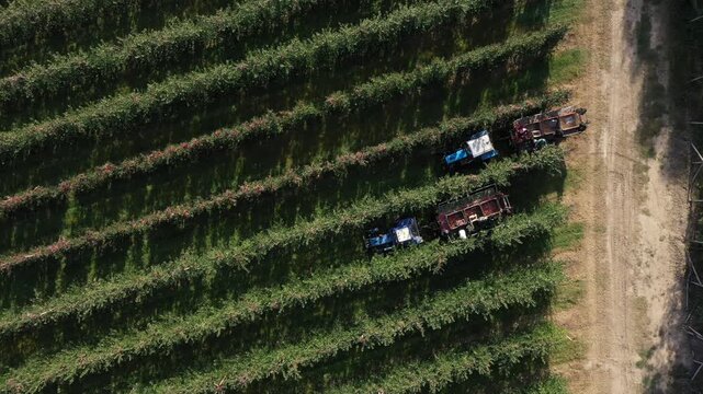 Handpicking. Skilled workers handpick premium fresh-market apples. Aerial drone top view video