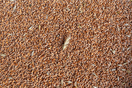 Heap of freshly harvested whole winter wheat grains, top view