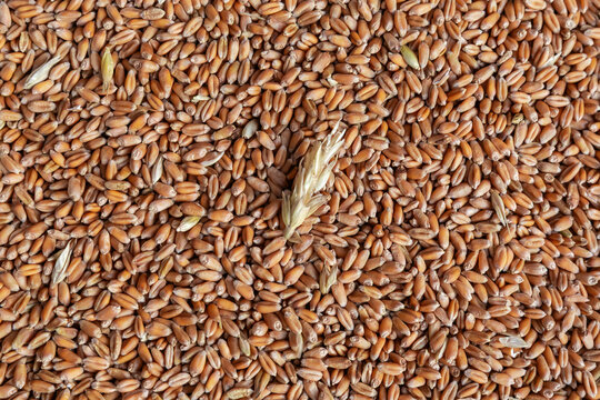 Heap of harvested whole wheat grains, top view close-up