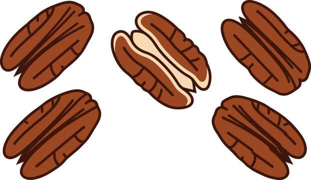Pecan nut halves healthy snack set vector cartoon flat illustration on white