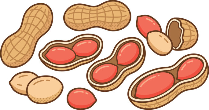 Roasted peanuts in shell and cracked nutshells set vector cartoon flat illustration