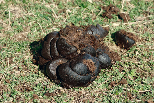 Fresh cow dung on green grass in alpine meadow under sunlight, Nalati, Xinjiang, China.