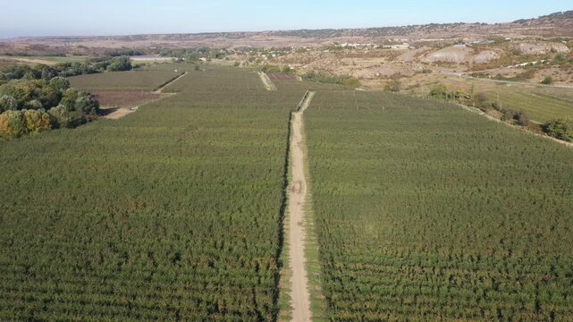 Orchard. Aerial drone top view video