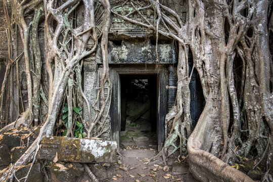 Close up of Silk Cotton tree (or Kapok tree) roots growing on the ruins at the famous Ta Prohm temple in Angkor, Siem Ream, Cambodia