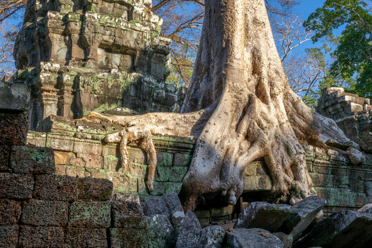 Famous Ta Prohm temple in Angkor with Silk Cotton tree (or Kapok tree) roots growing on the ruins, Siem Ream, Cambodia