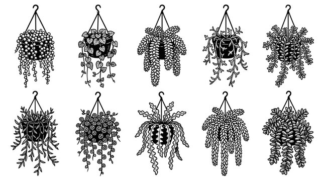 Hanging Potted Plants Collection Isolated Vector Illustrations