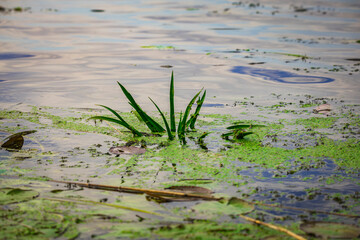 green vegetation in the Pregolya river © Иван Сомов